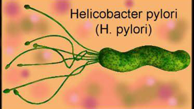 Бактерия Helicobacter pylori